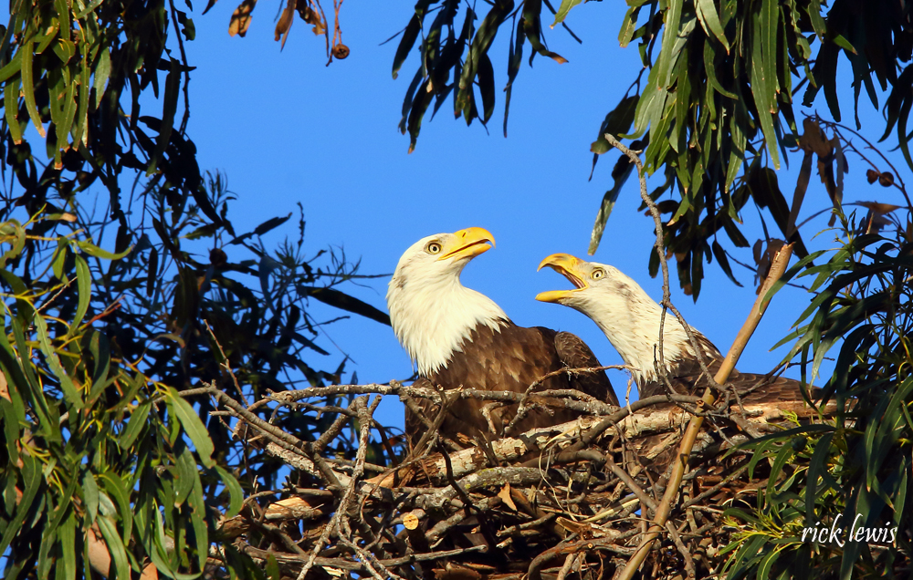 pair of nesting bald eagles